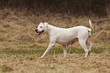 DOGUE ARGENTIN 242